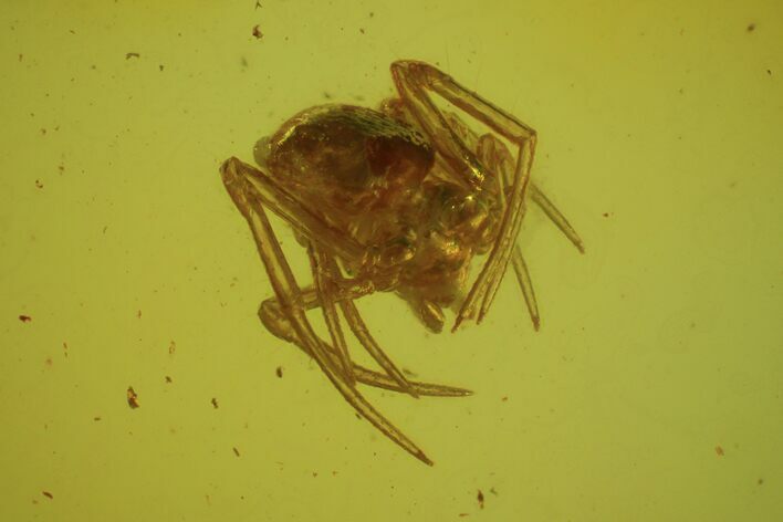 Fossil Spider (Aranea) In Baltic Amber #50647